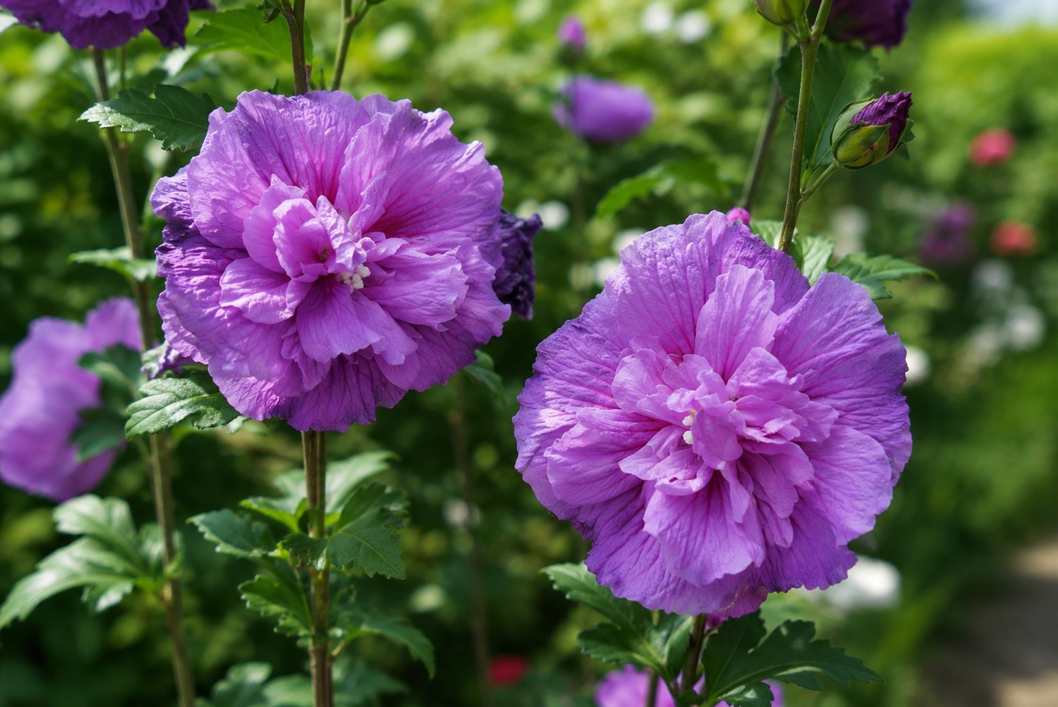 Hibiscus syriacus 'Lavander chiffon', Ibisco - vaso 18 Hibiscus syriacus 'Lavander chiffon', Ibisco - vaso 18