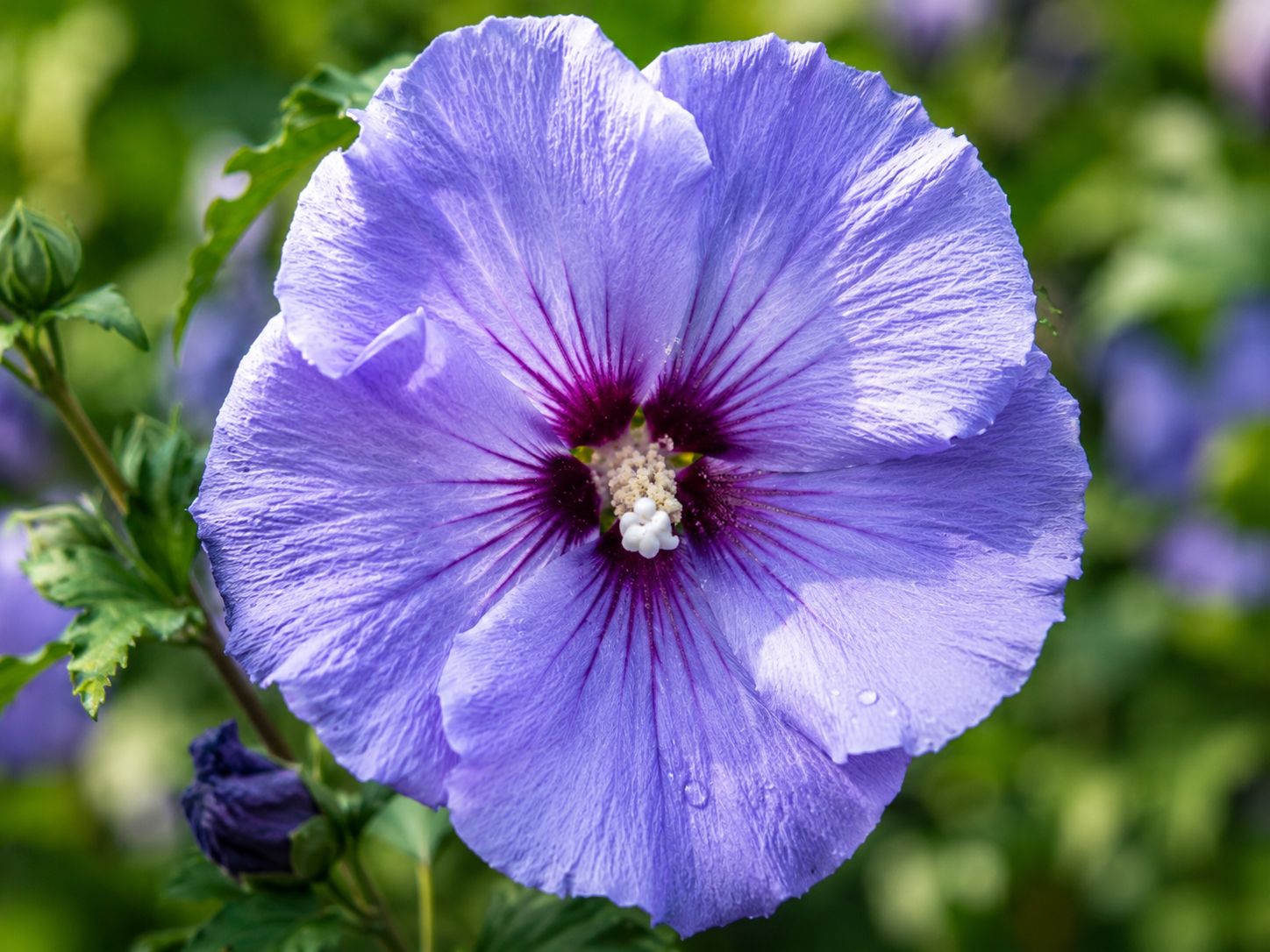 Hibiscus syriacus ‘ Ultramarine II ’  - Ibisco blu  - vaso Ø24 cm SCD
