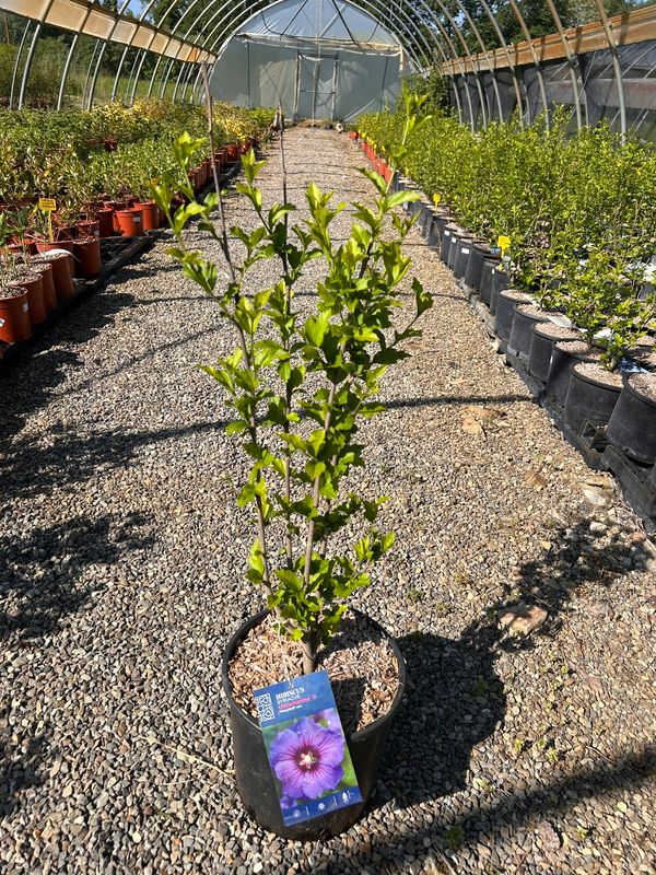 Hibiscus syriacus ‘Ultramarine II’, Ibisco blu - vaso Ø24 cm
