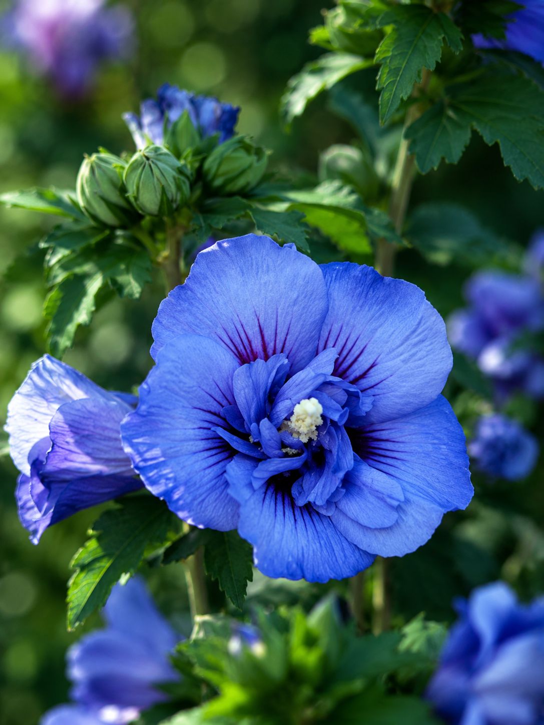 Hibiscus syriacus ‘ Beautiful Cobalt ’', Ibisco - vaso 18 Hibiscus syriacus ‘ Beautiful Cobalt ’', Ibisco - vaso 18