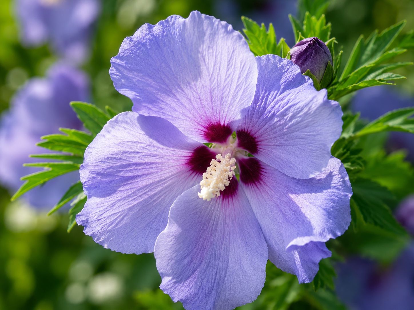 Hibiscus syriacus ‘ Super Blue ’  - Ibisco blu  - vaso Ø24 cm SCD