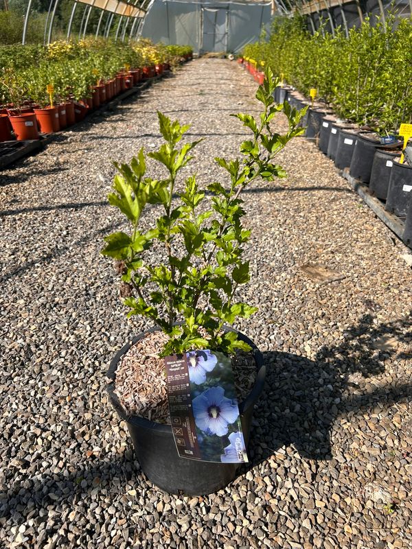 Hibiscus syriacus ‘Super Blue’, Ibisco blu - vaso Ø24 cm