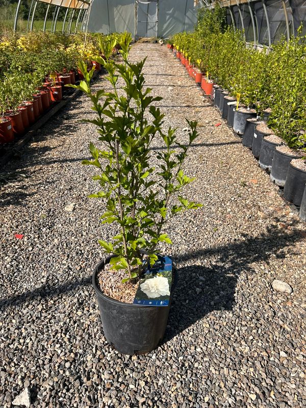 Hibiscus syriacus ‘French Cabaret White’, Ibisco bianco doppio - vaso Ø24 cm