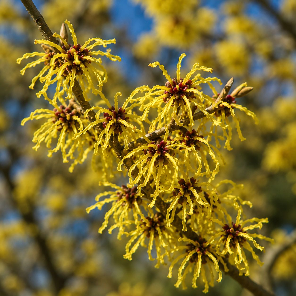 Hamamelis virginiana - amamelide americana - vaso Ø18 cm