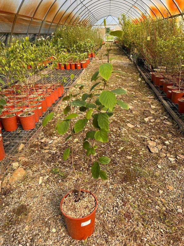 Hamamelis virginiana - amamelide americana - vaso Ø18 cm