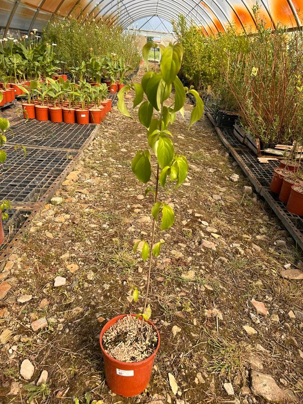 Cornus kousa -  corniolo giapponese - vaso Ø18 cm SCD
