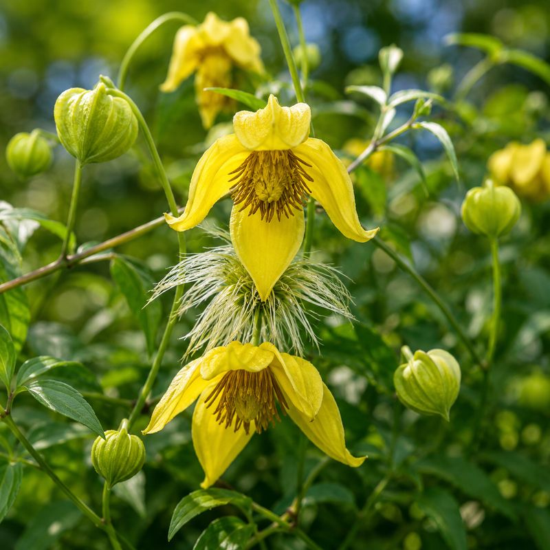 Clematis tangutica - Clematide tibetana - vaso Ø12 cm SCD