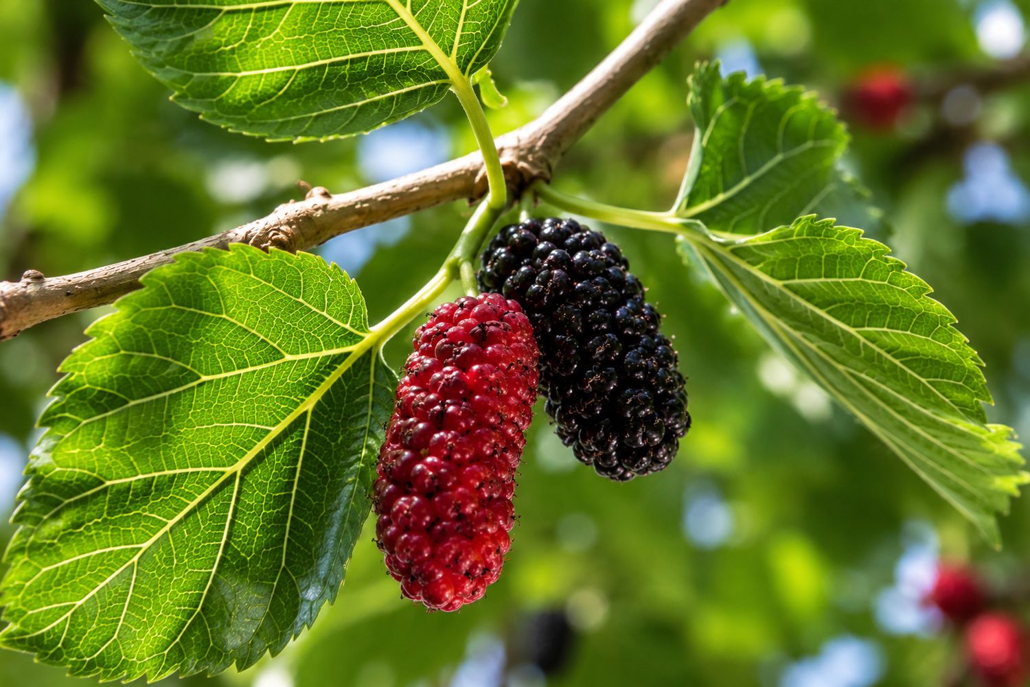 Morus alba 'Milanowek' - Gelso  'Milanowek'  - vaso Ø18 cm