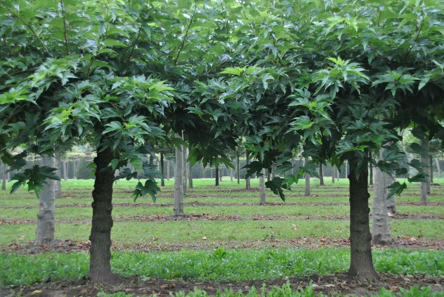 Morus alba ' Fruitless ' - Gelso Fruitless - Gelso Sterile - vaso 18 h h 140-160 Morus alba ' Fruitless ' - Gelso Fruitless - Gelso Sterile - vaso 18 h h 140-160