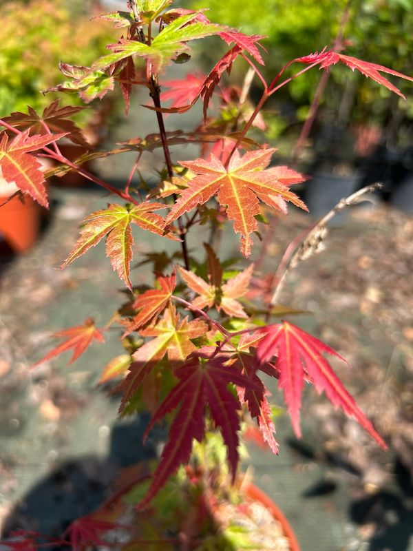 Acer palmatum ‘Phoenix’, Acero giapponese - vaso Ø18 cm