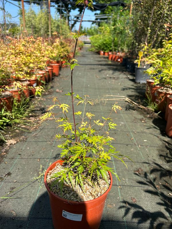 Acer palmatum ‘Seiryu’  acero giapponese Seiryu - vaso Ø18 cm