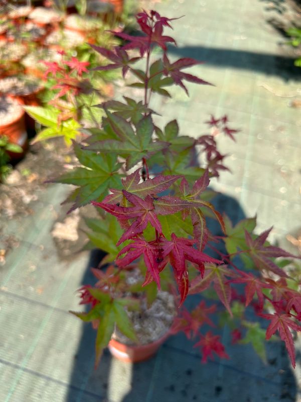 Acer palmatum ‘Beni Maiko’ - acero giapponese Beni Maiko - vaso Ø18 cm