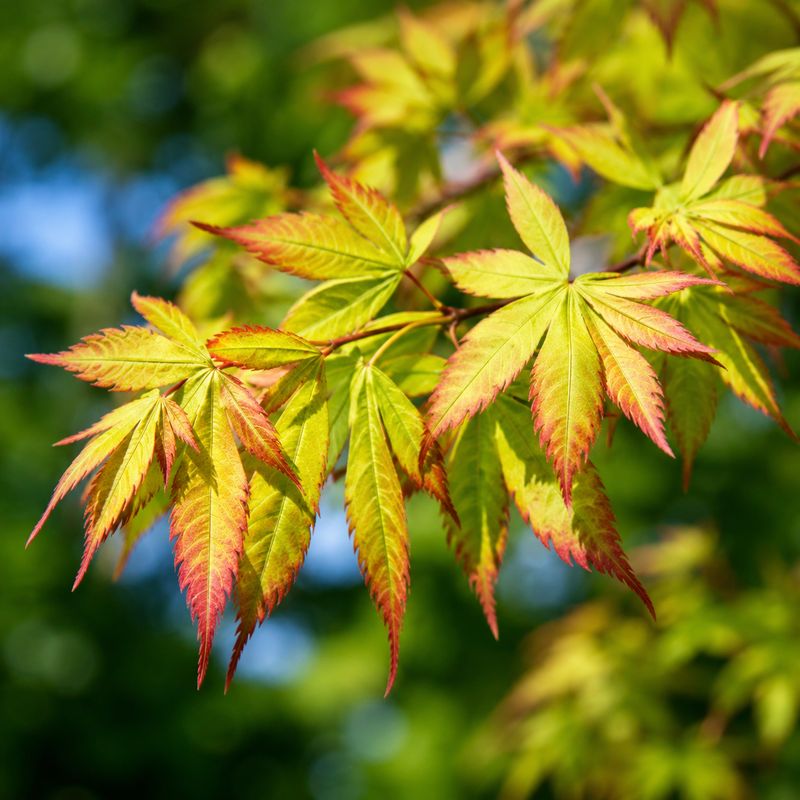 Acer palmatum ‘Little Princess’ acero giapponese Little Princess - vaso Ø18 cm Acer palmatum ‘Little Princess’ acero giapponese Little Princess - vaso Ø18 cm