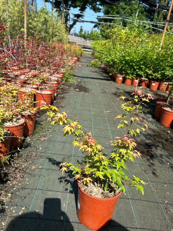 Acer palmatum ‘Little Princess’   acero giapponese Little Princess - vaso Ø18 cm