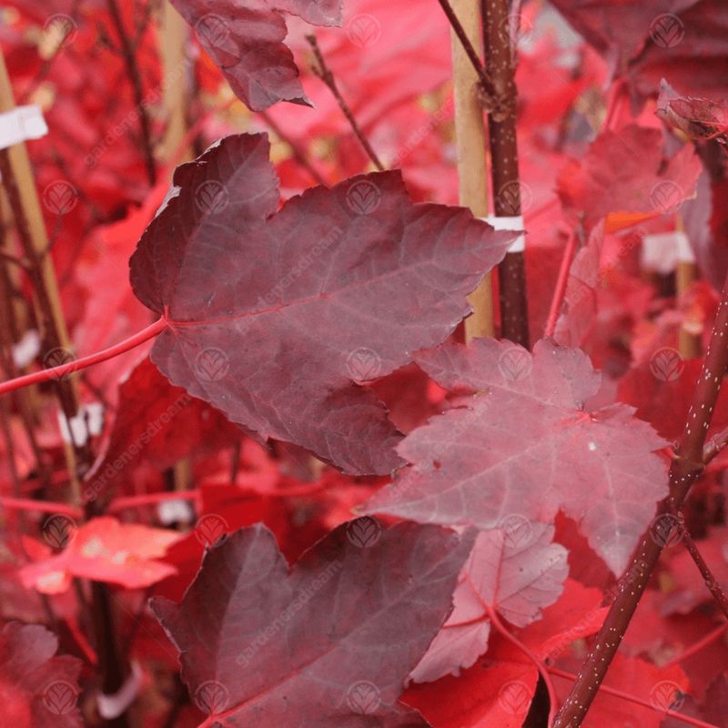 Acero Rosso, Acer rubrum 'Sun Valley' - vaso Ø18 cm, h 40-60 cm scd