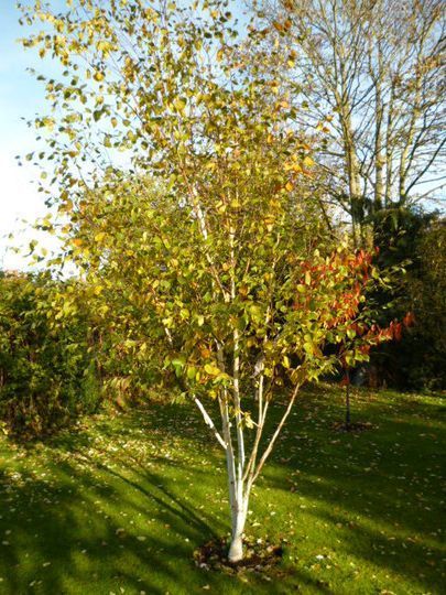 Betula utilis var. jacquemontii Dorenboos - betulla dell’Himalaya - vaso Ø24 cm, h 180 cm