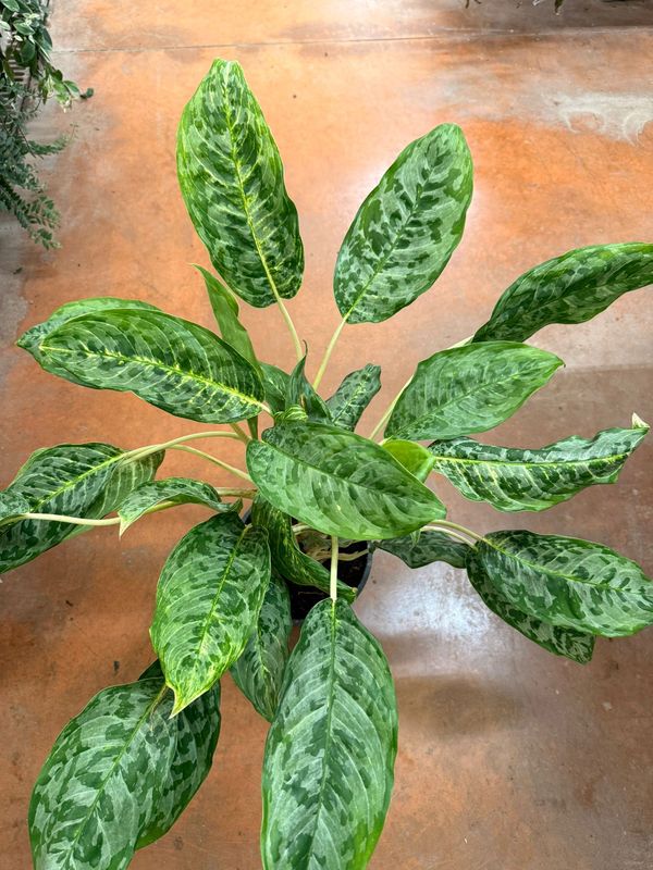 Aglaonema commutatum ‘Peacock’ - vaso Ø17 cm