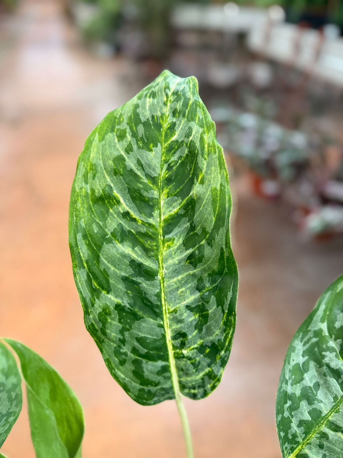Aglaonema commutatum ‘Peacock’ - vaso Ø17 cm Aglaonema commutatum ‘Peacock’ - vaso Ø17 cm