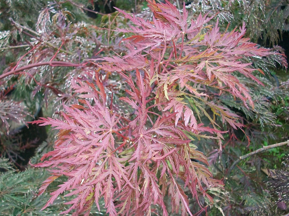 Acer palmatum var. dissectum 'Inaba Shidare', Acero Giapponese Nano - vaso Ø28 cm, h 130/150 cm