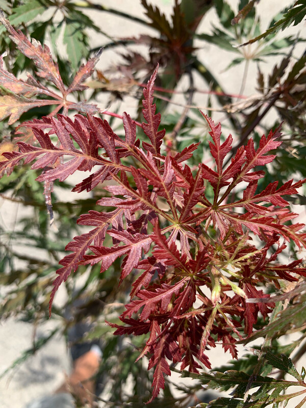 Acer palmatum var. dissectum 'Inaba Shidare', Acero Giapponese Nano - vaso Ø28 cm, h 130/150 cm
