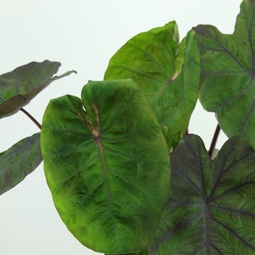 Colocasia esculenta ‘Madeira’ - vaso Ø24 cm