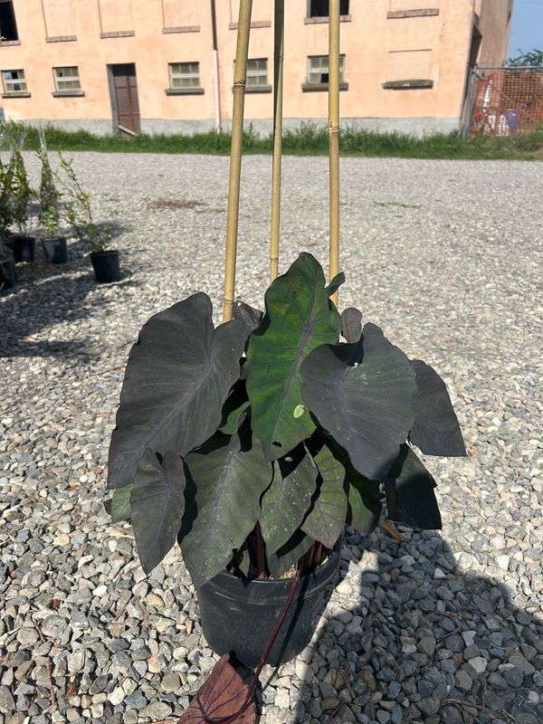 Colocasia esculenta ‘Madeira’ - vaso Ø24 cm