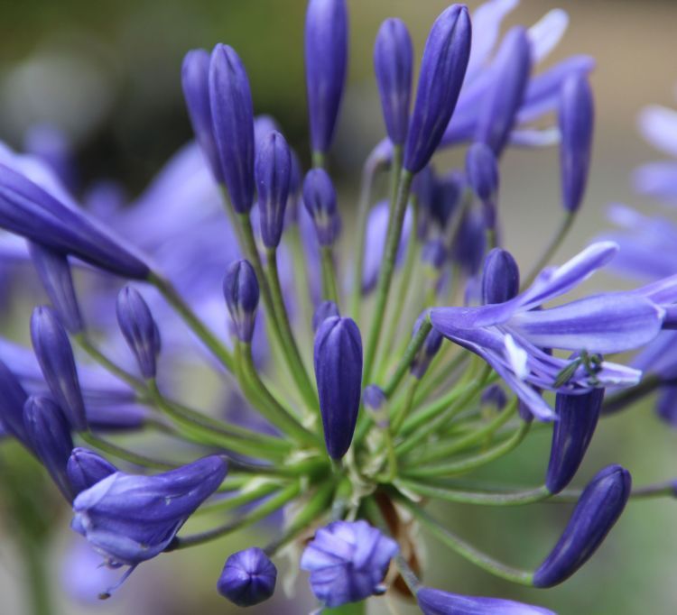 Agapanthus ‘Timaru’ - vaso Ø18 cm Agapanthus ‘Timaru’ - vaso Ø18 cm