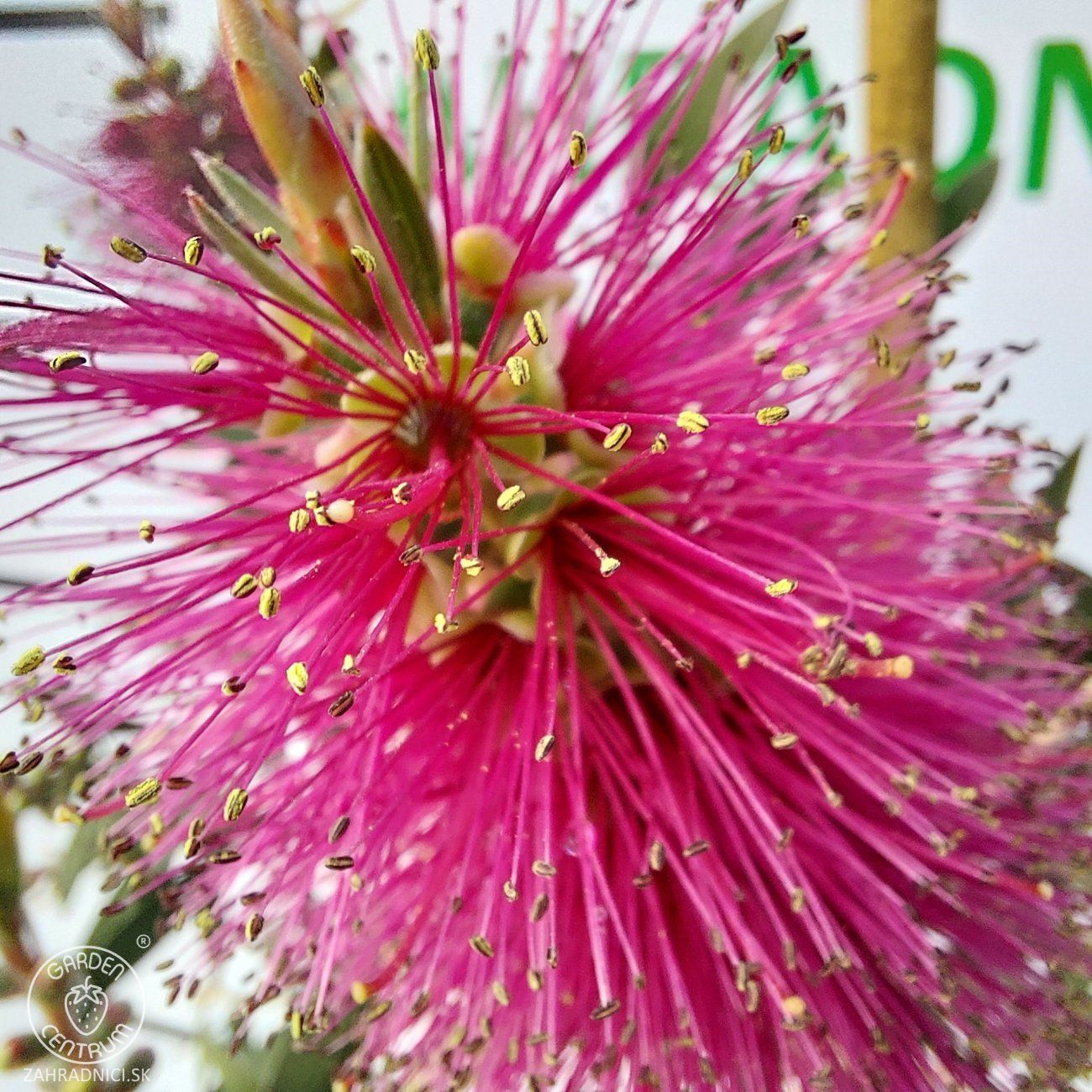 Callistemon citrinus ‘Violaceus’ - scovolino violaceo - vaso Ø18 cm