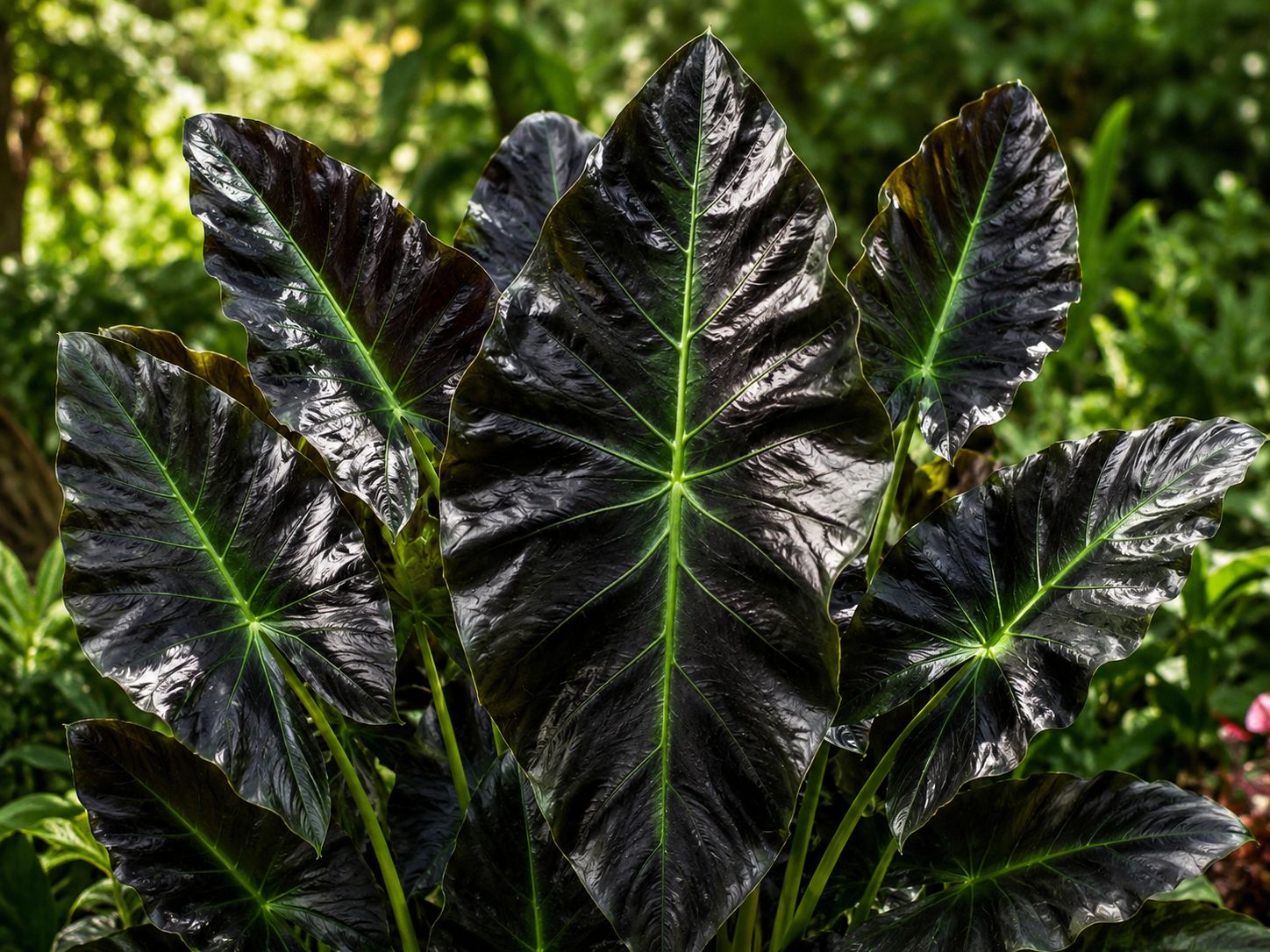 Colocasia esculenta ‘Hawaiian Aloha’ - vaso Ø24 cm