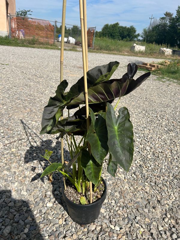 Colocasia esculenta ‘Hawaiian Aloha’ - vaso Ø24 cm