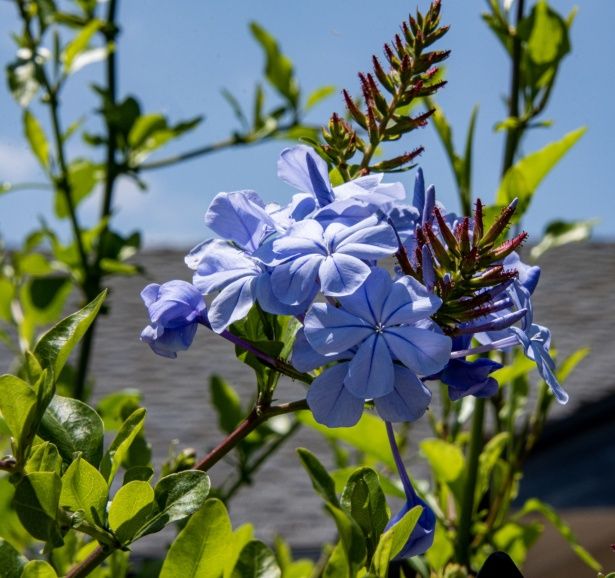 Plumbago auriculata, Capensis, Gelsomino blu - vaso Ø18 cm Plumbago auriculata, Capensis, Gelsomino blu - vaso Ø18 cm