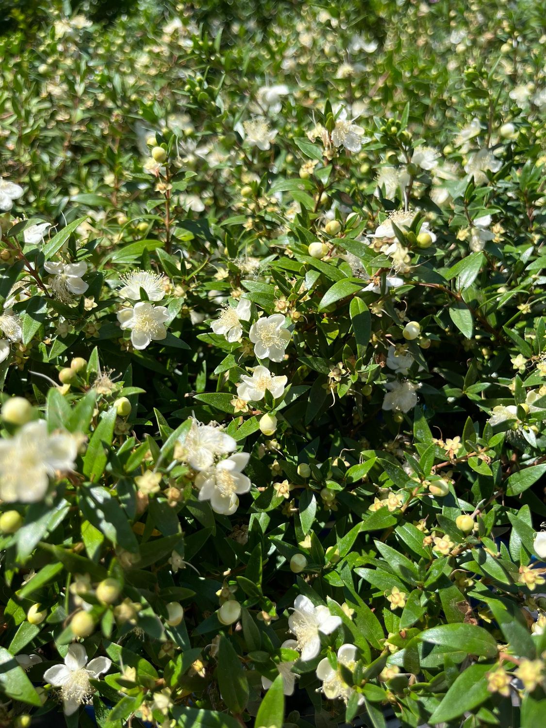 Mirto Nano, Myrtus communis Microphylla - vaso Ø20 cm Mirto Nano, Myrtus communis Microphylla - vaso Ø20 cm