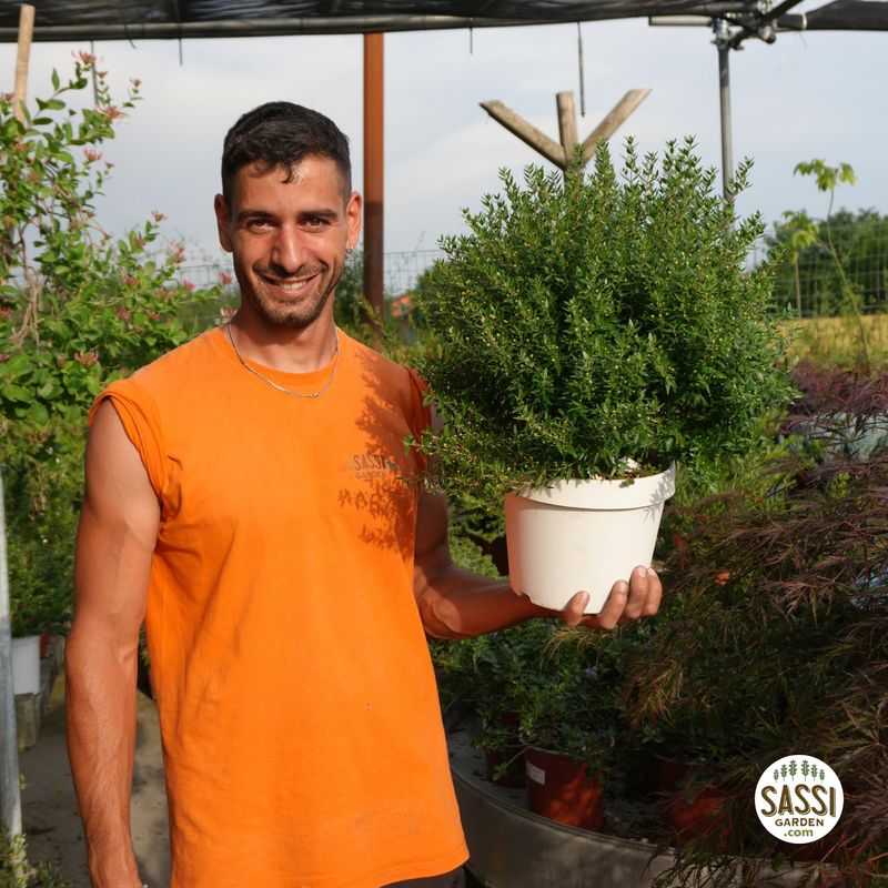 Mirto Nano, Myrtus communis Microphylla - vaso Ø20 cm