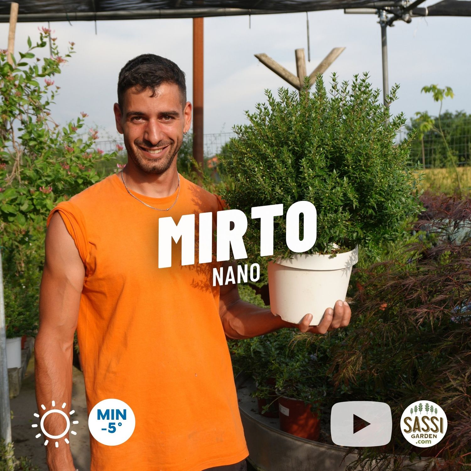 Mirto Nano, Myrtus communis Microphylla - vaso Ø20 cm