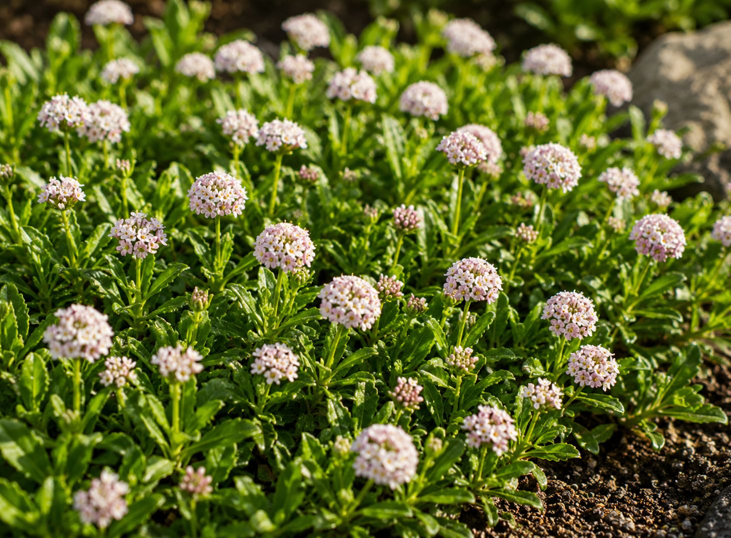 Phyla nodiflora (sin. Lippia repens )- lippia tappezzante vaso Ø13 cm Phyla nodiflora (sin. Lippia repens )- lippia tappezzante vaso Ø13 cm