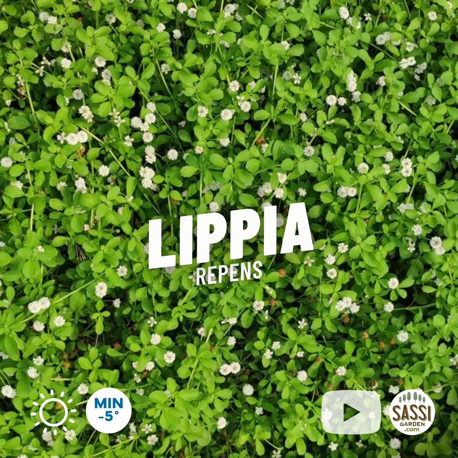 Lippia repens, Phyla nodiflora, LIppia tappezzante - vaso Ø13 cm