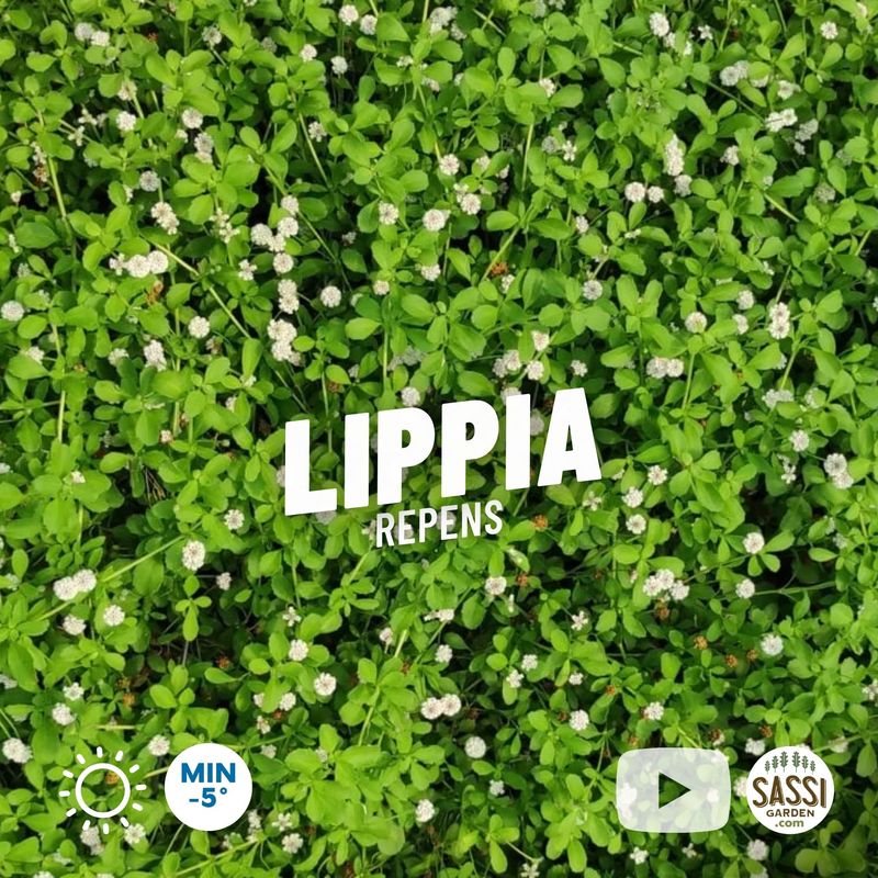 Lippia repens, Phyla nodiflora, LIppia tappezzante - vaso Ø11 cm Lippia repens, Phyla nodiflora, LIppia tappezzante - vaso Ø11 cm