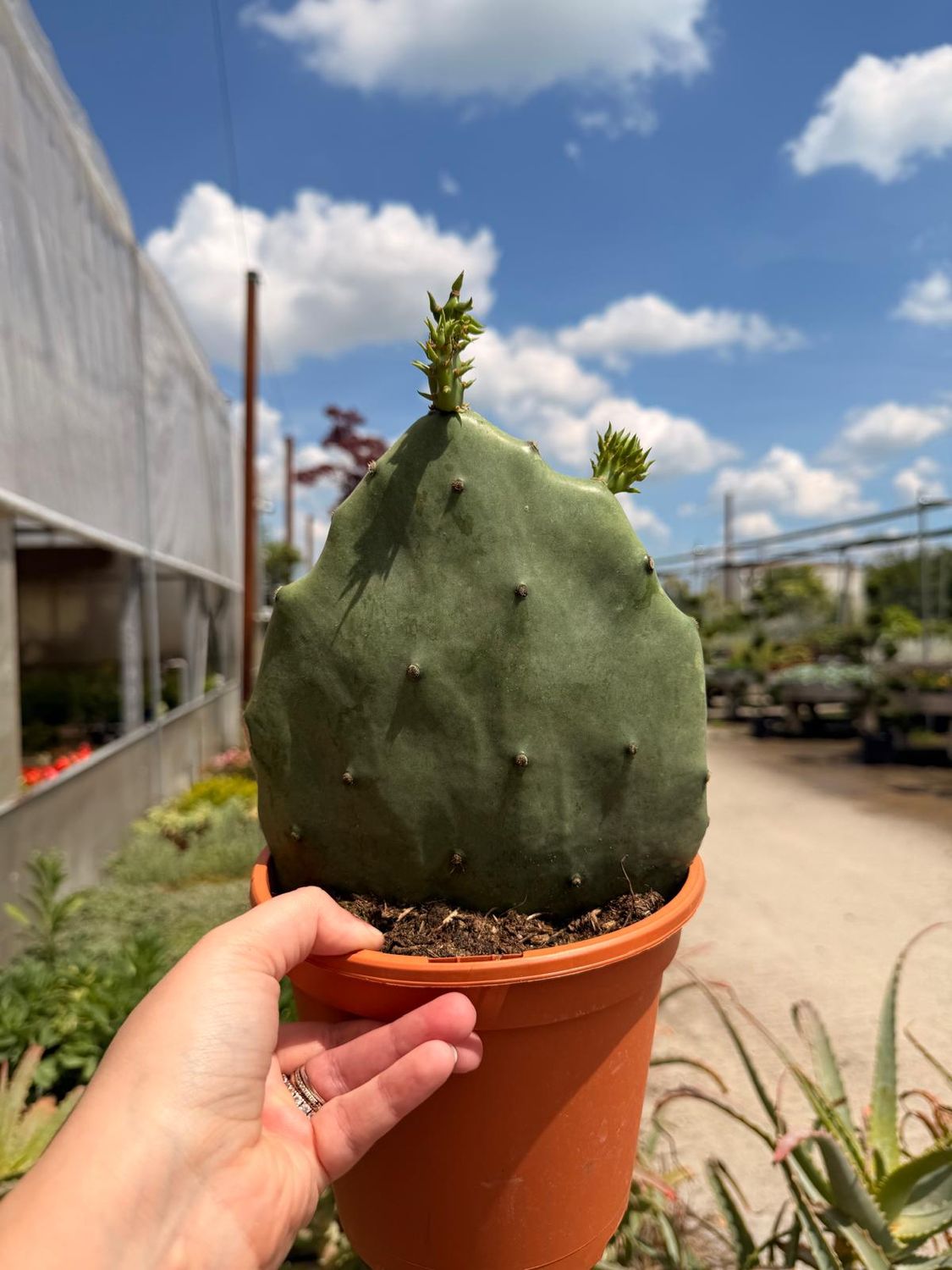 Opuntia Undulata Variegata - vaso Ø17 cm Opuntia Undulata Variegata - vaso Ø17 cm