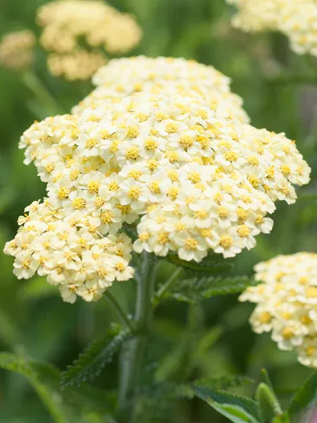 Achillea millefolium 'Creme de la Creme', Achillea Millefoglio - vaso Ø11 cm Achillea millefolium 'Creme de la Creme', Achillea Millefoglio - vaso Ø11 cm