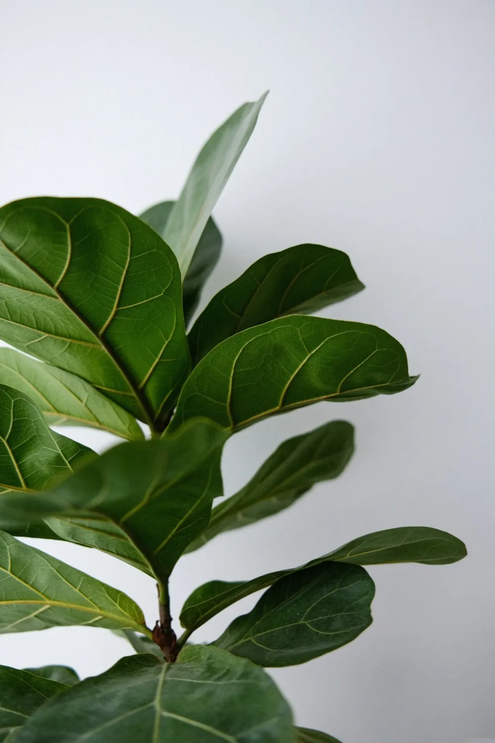 Ficus Lyrata 'Bambino' - vaso Ø12 cm Ficus Lyrata 'Bambino' - vaso Ø12 cm