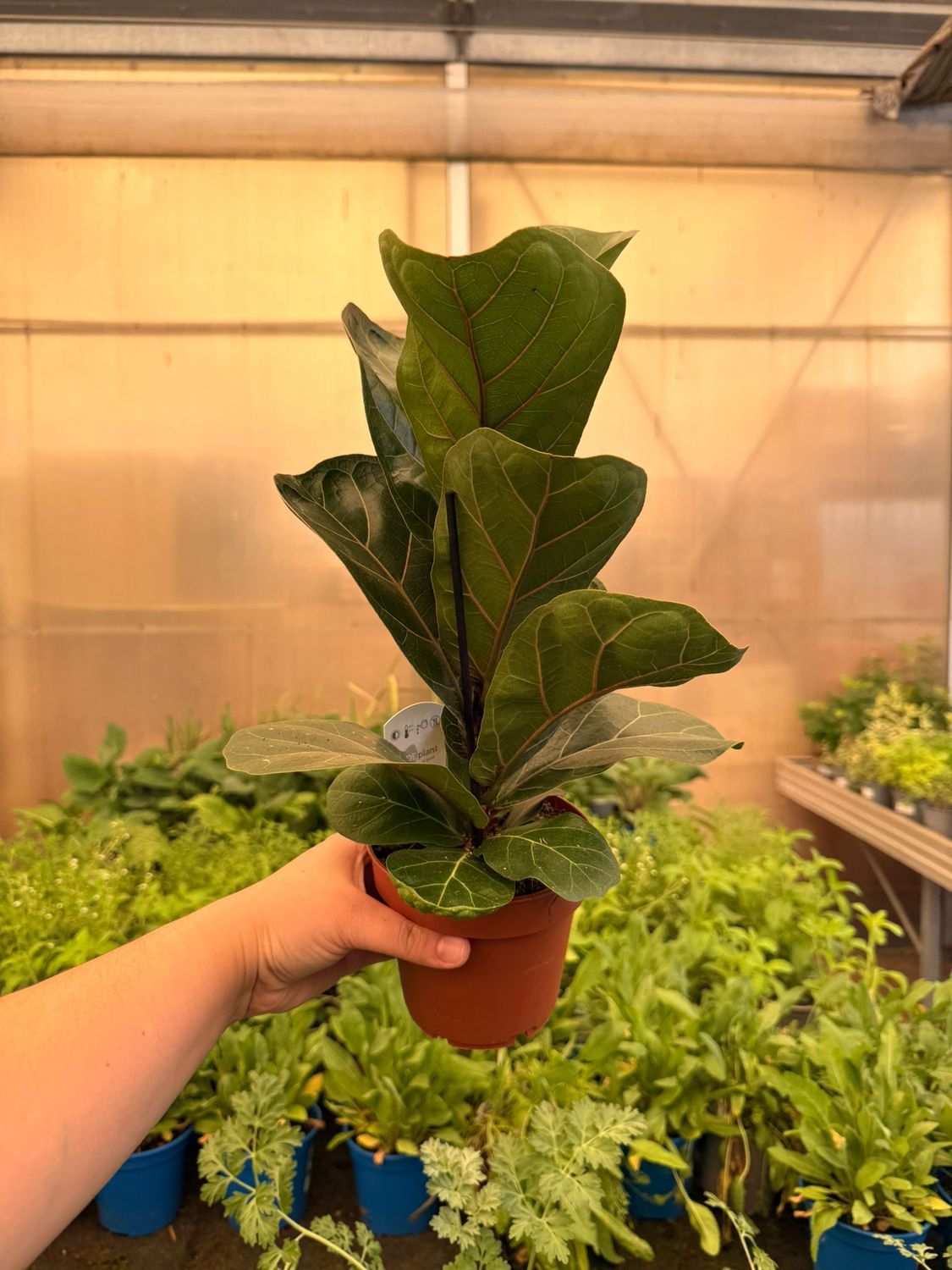 Ficus Lyrata 'Bambino' - vaso Ø12 cm Ficus Lyrata 'Bambino' - vaso Ø12 cm