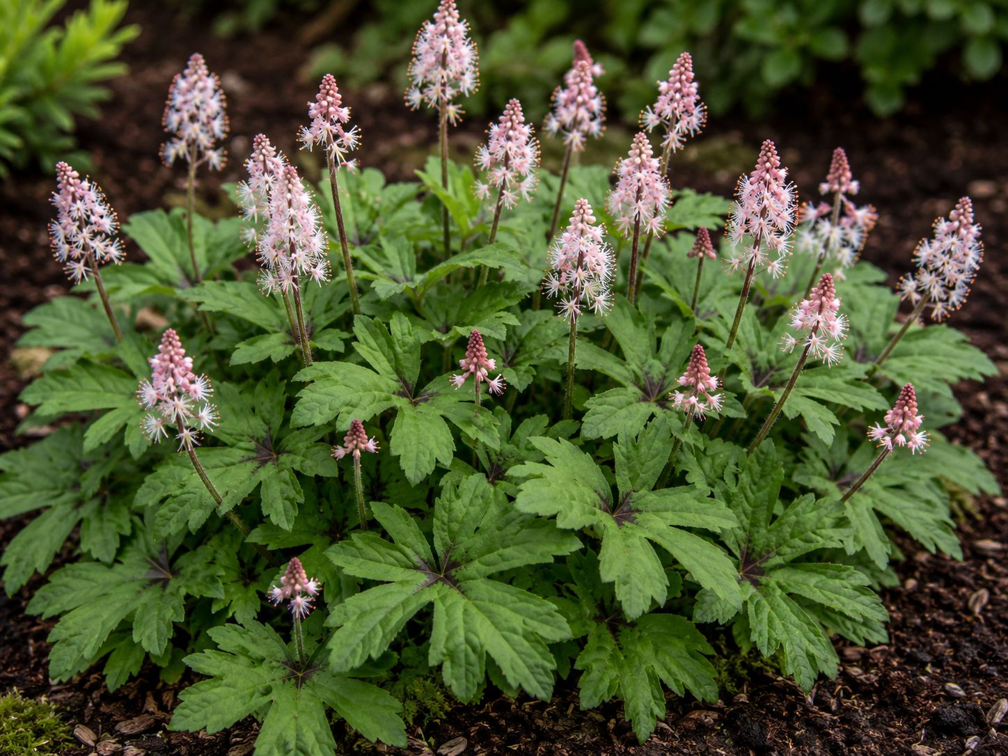 Tiarella ‘Spring Symphony’ - vaso Ø17 cm Tiarella ‘Spring Symphony’ - vaso Ø17 cm
