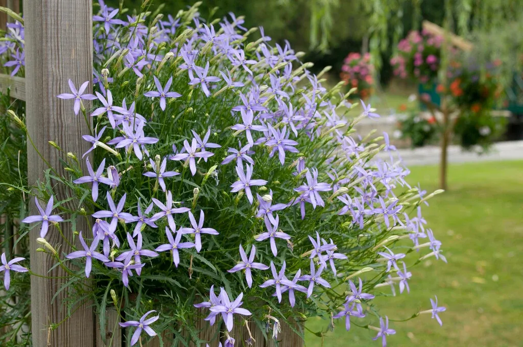 Isotoma axillaris 'Blue star' - vaso Ø11 cm Isotoma axillaris 'Blue star' - vaso Ø11 cm