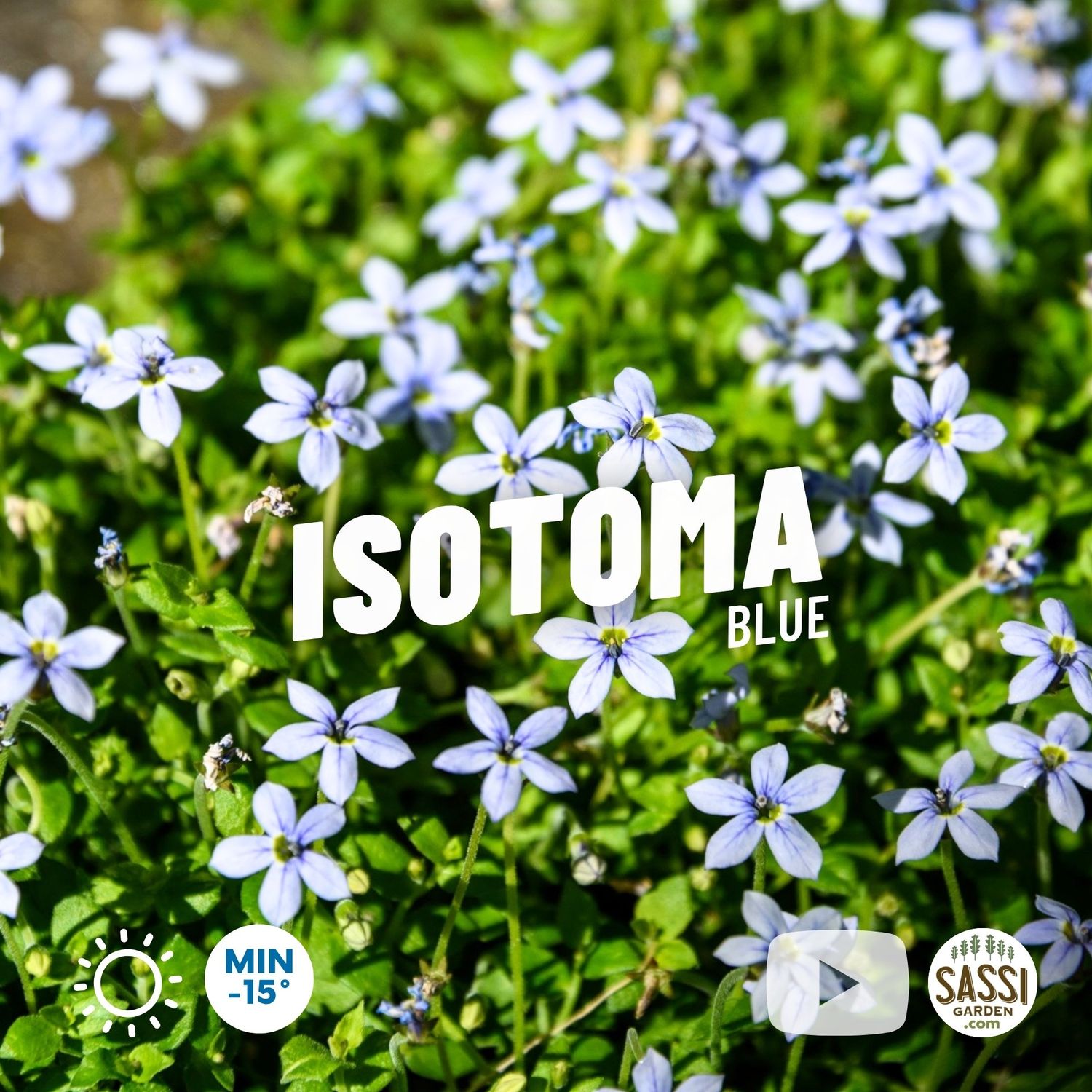 Isotoma axillaris 'Blue star', BLU - vaso Ø11 cm