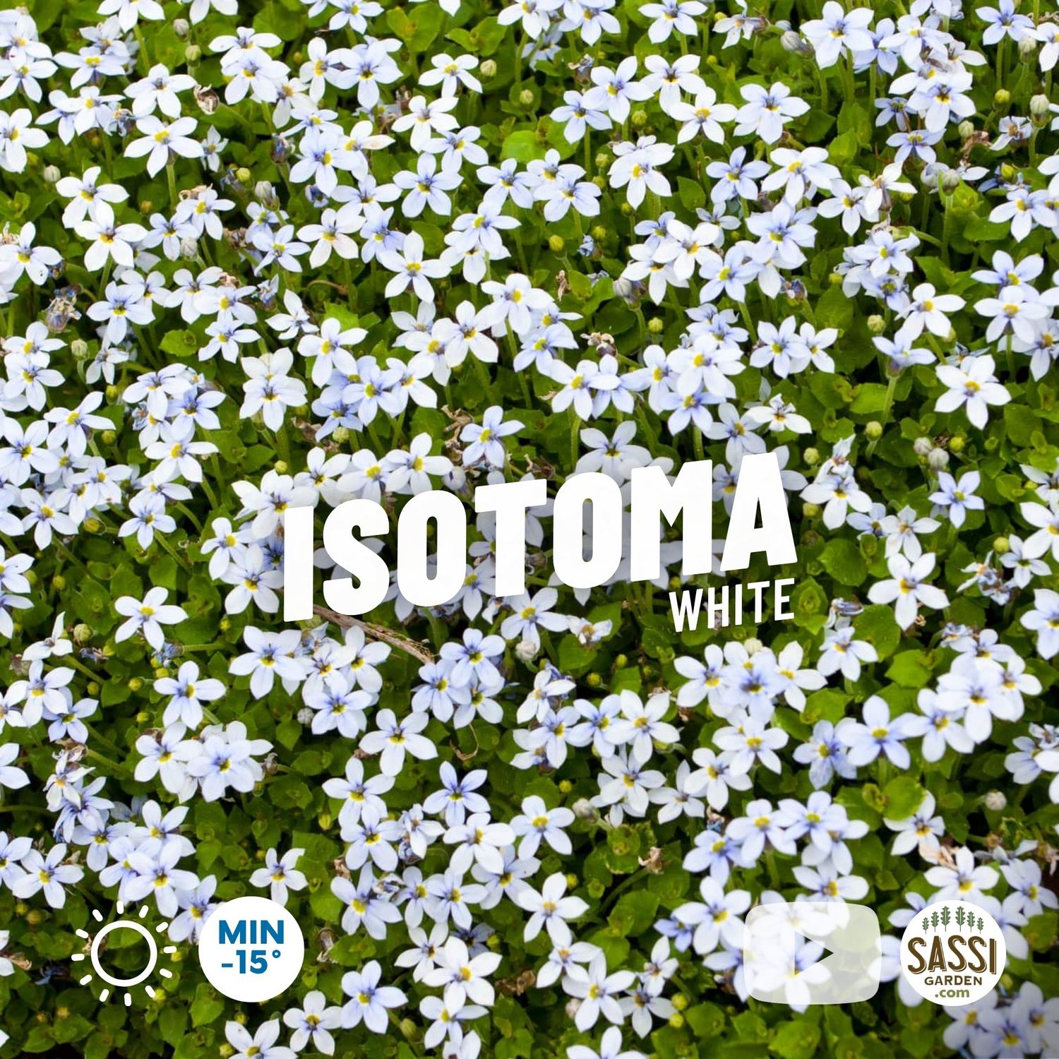 Isotoma axillaris 'Shooting Star', BIANCO - vaso Ø11 cm