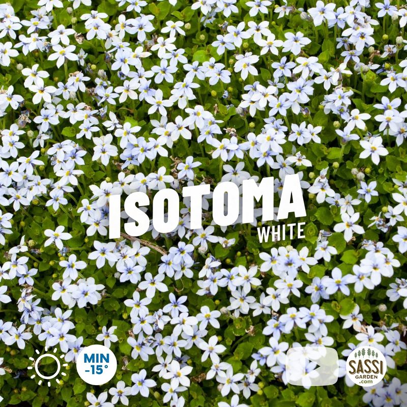 Isotoma axillaris 'Shooting Star', BIANCO - vaso Ø11 cm Isotoma axillaris 'Shooting Star', BIANCO - vaso Ø11 cm