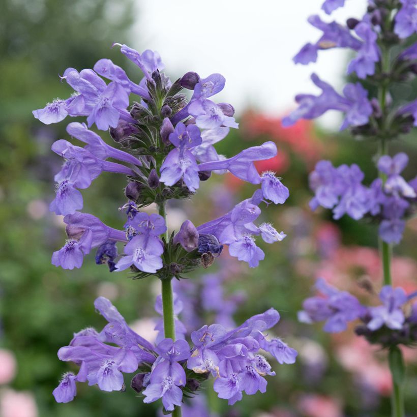 Nepeta x faassenii 'Purrsian Blue' - vaso Ø18 cm Nepeta x faassenii 'Purrsian Blue' - vaso Ø18 cm