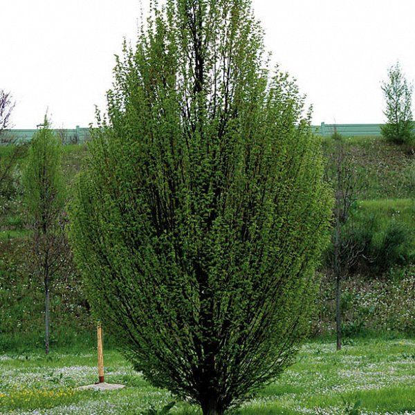 Carpinus betulus ' Pyramidalis ', Carpino piramidale ' Fastigiata ' - VP. 30 cm, h180 cm fuori vaso scd Carpinus betulus ' Pyramidalis ', Carpino piramidale ' Fastigiata ' - VP. 30 cm, h180 cm fuori vaso scd