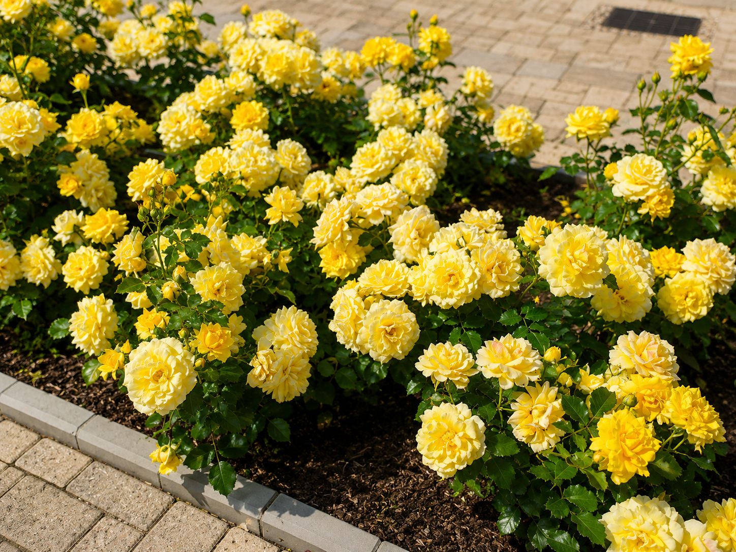 Rosa Rose, Paesaggistiche, Rosa ‘Fairy Yellow’ / ‘Fairy Gialla’ - Vaso Ø18 cm scd Rosa Rose, Paesaggistiche, Rosa ‘Fairy Yellow’ / ‘Fairy Gialla’ - Vaso Ø18 cm scd