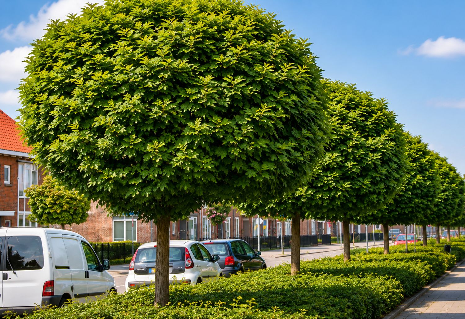 Robinia pseudoacacia ‘Umbraculifera - robinia globosa - acacia a palla - vaso Ø40 Robinia pseudoacacia ‘Umbraculifera - robinia globosa - acacia a palla - vaso Ø40